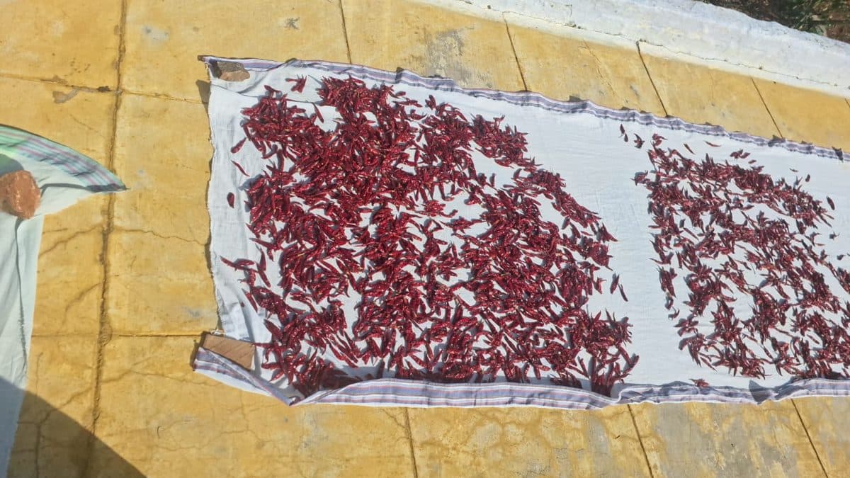 Sun-dried